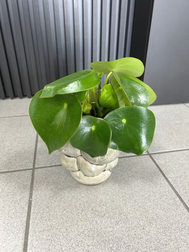 Peperomia Raindrop