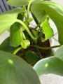 Peperomia Raindrop