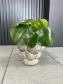 Peperomia Raindrop