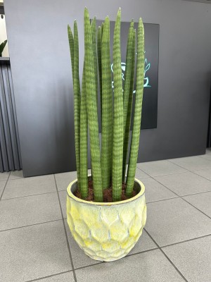 Sansevieria cylindrica XL
