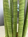 Sansevieria Cylindrica