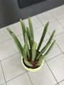 Sansevieria Cylindrica