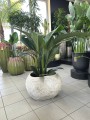 Spathiphyllum Sensation
