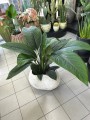 Spathiphyllum Sensation