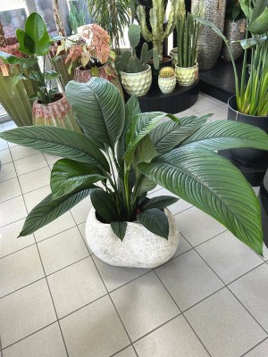 Spathiphyllum Sensation, skrzydłokwiat