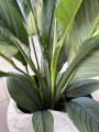 Spathiphyllum Sensation