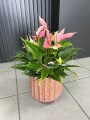 Anthurium Lilli