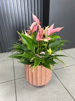 Anthurium Lilli L, anturium