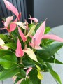 Anthurium Lilli