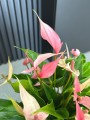 Anthurium Lilli
