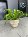 Asplenium Osaka