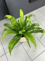 Asplenium Osaka