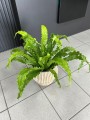 Asplenium Osaka