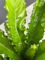 Asplenium Osaka