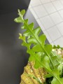 Epiphyllum anguliger Zygzak