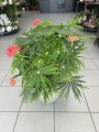 Jatropha multifida krzew koralowy