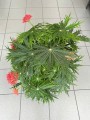 Jatropha multifida krzew koralowy