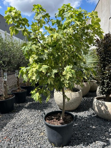Acer Hermitage