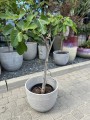Ficus carica, figa