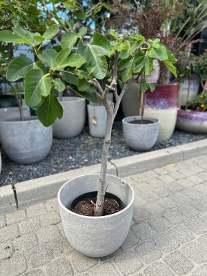 Ficus carica, figowiec, figa