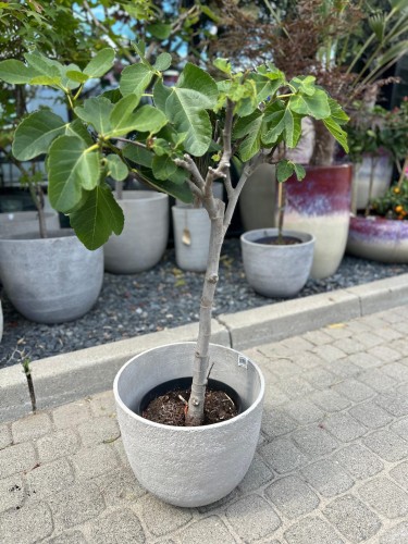 Ficus carica, figa