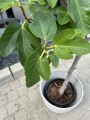 Ficus carica, figa