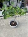 Ficus carica, figa
