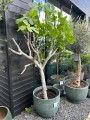 Ficus carica, figa