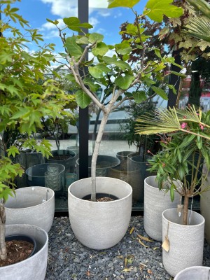 Ficus carica, figowiec, figa  