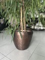Ficus binnendiijkii 'Alii', Figowiec wierzbolistny