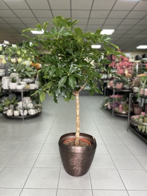 Schefflera arboricola Compacta, szeflera na pniu