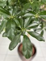Schefflera arboricola Compacta na pniu