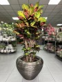 Kroton, Codiaeum variegatum Mrs. Iceton
