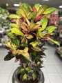 Kroton, Codiaeum variegatum Mrs. Iceton