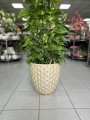 Epipremnum aureum