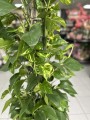 Epipremnum aureum