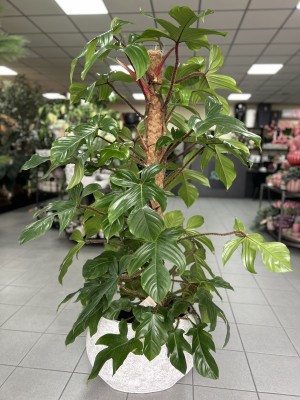 Philodendron squamiferum, filodendron