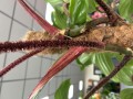 Philodendron squamiferum