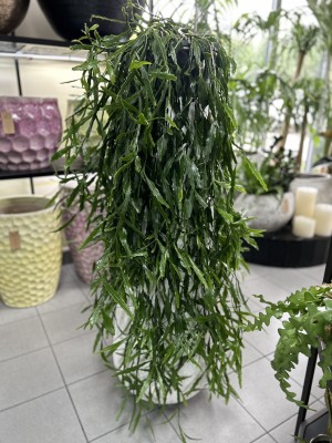 Rhipsalis, patyczak XL 