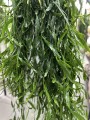 Rhipsalis