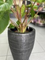 Homalomena Rubescens Maggy