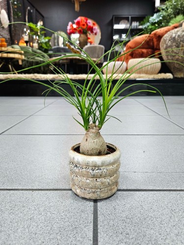 Beaucarnea recurvata Nolina