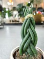 Sansevieria cylindrica Braid