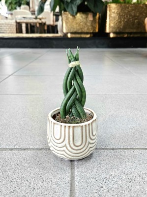 Sansevieria cylindrica Braid, warkocz 