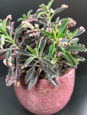 Kalanchoe Pink Butterfly, żyworódka