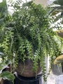 Epiphyllum anguliger Zygzak