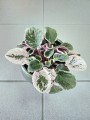 Saintpaulia variegata fiołek afrykański