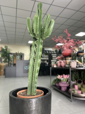 Euphorbia Ingens, wilczomlecz
