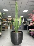 Euphorbia Ingens, wilczomlecz