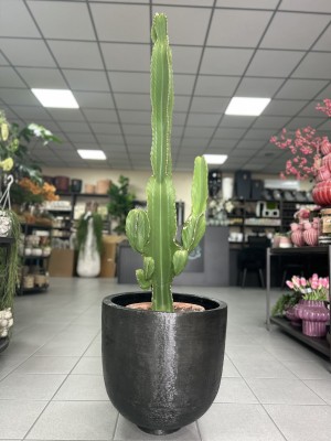Euphorbia Ingens, wilczomlecz